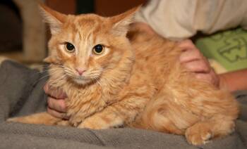 Rescue Domestic Medium Hair Cats for Adoption in Los Angeles, California - Gremlin | PetCurious