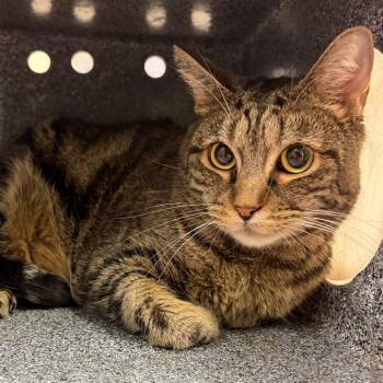 Stan -  Domestic Short Hair Cat for Adoption in Reno, Nevada - Stan | PetCurious