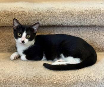 Windy -  Domestic Short Hair Cat for Adoption in Arlington, Texas - Windy | PetCurious
