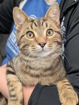Rescue Domestic Short Hair Cats for Adoption in Canfield, Ohio - TIM | PetCurious