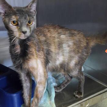 Domestic Short Hair Cats Available for Adoption - Screech | PetCurious