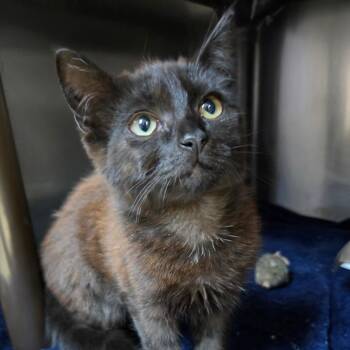 Phoenix -  Domestic Short Hair Cat for Adoption in Windsor, Virginia - Phoenix | PetCurious
