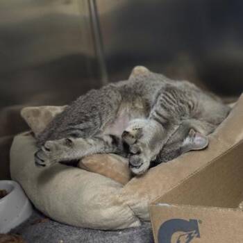 Gertrude -  Domestic Short Hair Cat for Adoption in Westland, Michigan - Gertrude | PetCurious