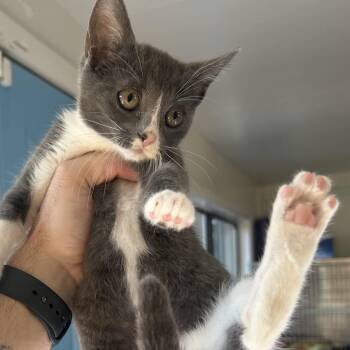 Echo Houston -  Domestic Short Hair Cat for Adoption in Denver, Colorado - Echo Houston | PetCurious