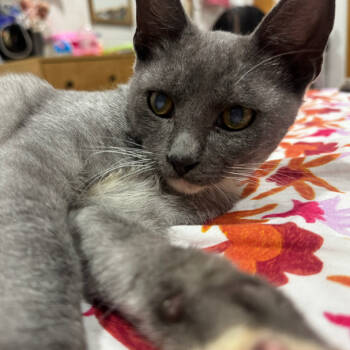 Rescue Domestic Short Hair Cats for Adoption in Brea, California - Angelito | PetCurious