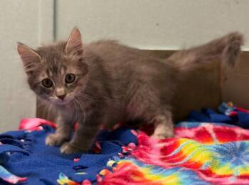 Ohio -  Domestic Long Hair Cat for Adoption in Columbus, Nebraska - Ohio | PetCurious