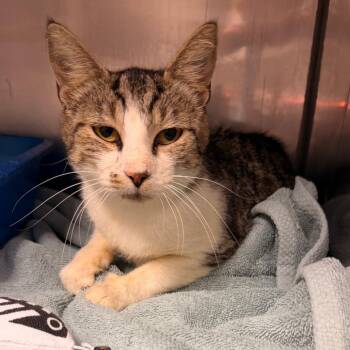 MAGGIE -  Domestic Short Hair Cat for Adoption in Corydon, Indiana - MAGGIE | PetCurious