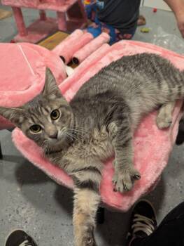Alvin -  Domestic Short Hair Cat for Adoption in New Baltimore, Michigan - Alvin | PetCurious