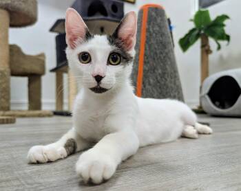 Domestic Short Hair Cats Available for Adoption in Palm Harbor, Florida - Salvatore | PetCurious