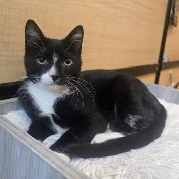 Kenny -  Domestic Short Hair Cat for Adoption in Warr Acres, Oklahoma - Kenny | PetCurious