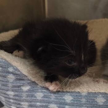 Domestic Short Hair Cats Available for Adoption in Palestine, Texas - Bucket | PetCurious