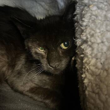 Domestic Short Hair Cats Available for Adoption - Radiohead | PetCurious