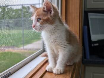 Rescue Domestic Short Hair Cats for Adoption in Adrian, Michigan - Apple | PetCurious