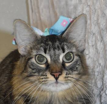 Rescue Domestic Short Hair Cats for Adoption in Springfield, Ohio - Ember | PetCurious