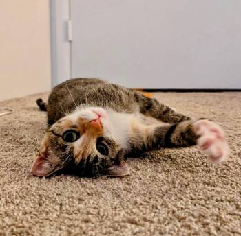 Rescue Domestic Short Hair Cats for Adoption in Syracuse, New York - June Bug | PetCurious