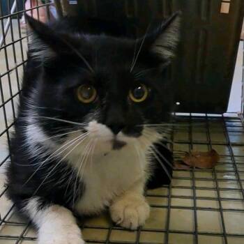 Domestic Short Hair Cats Available for Adoption in Valley, Alabama - Colburn | PetCurious