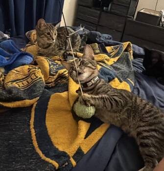 Roe Day Bonded With Rune Day -  Tabby and Domestic Short Hair Cat for Adoption in Chandler, Arizona - Roe Day Bonded With Rune Day | PetCurious