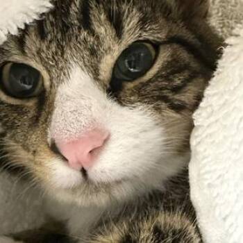 Aspen -  Domestic Short Hair Cat for Adoption in New York, New York - Aspen | PetCurious