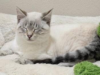 Siamese Cats Available for Adoption - Arthur | PetCurious