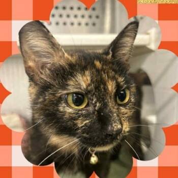 Rescue Domestic Short Hair Cats for Adoption in Washington, District Of Columbia - Marney | PetCurious