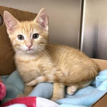 Clayton -  Domestic Short Hair Cat for Adoption - Clayton | PetCurious