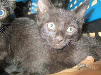 A388841 -  Domestic Short Hair Cat for Adoption in Ocala, Florida - A388841 | PetCurious