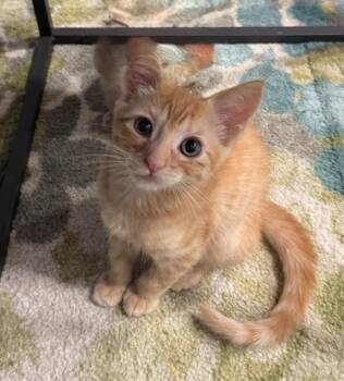 GABI -  Domestic Short Hair Cat for Adoption in Tustin, California - GABI | PetCurious