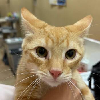 Biscuit -  Domestic Short Hair Cat for Adoption in Hemet, California - Biscuit | PetCurious