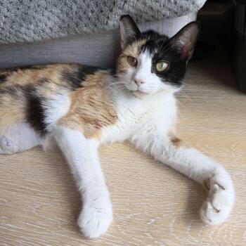 Domestic Short Hair Cats Available for Adoption - Canela | PetCurious