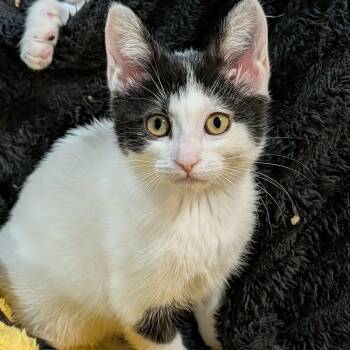 Tara - Fun & Cuddly -  Domestic Short Hair Cat for Adoption in Hamilton, Ontario - Tara - Fun & Cuddly | PetCurious