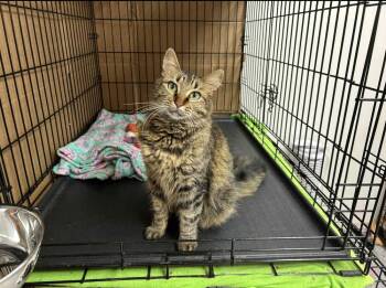 Domestic Short Hair Cats Available for Adoption in Gonzales, Louisiana - Luna | PetCurious