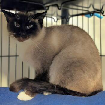 Siamese Cats Available for Adoption - Aurora | PetCurious