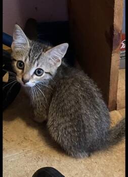 Ferris -  Domestic Short Hair Cat for Adoption in Mustang, Oklahoma - Ferris | PetCurious