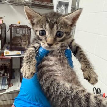 Rogue -  Domestic Short Hair Cat for Adoption in Edinburg, Texas - Rogue | PetCurious