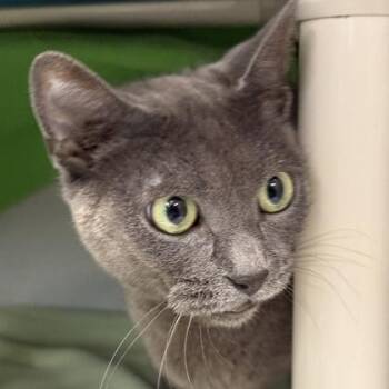 Joanne -  Domestic Short Hair Cat for Adoption in Lansing, Michigan - Joanne | PetCurious
