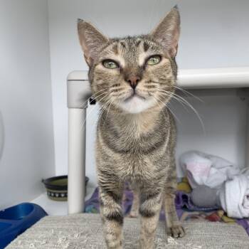 Rescue Domestic Short Hair Cats for Adoption in Warwick, Rhode Island - Wren | PetCurious