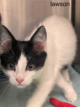 Domestic Short Hair Cats Available for Adoption in Blountville, Tennessee - Lawson | PetCurious