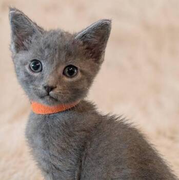 Russian Blue Cats Available for Adoption in Gun Barrel City, Texas - JB | PetCurious