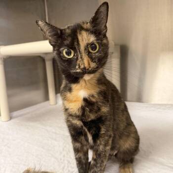 Tulip -  Domestic Short Hair Cat for Adoption in North Providence, Rhode Island - Tulip | PetCurious