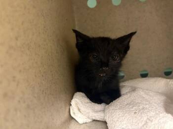 SHOE -  Domestic Short Hair Cat for Adoption in Tustin, California - SHOE | PetCurious