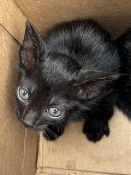 Rescue Domestic Short Hair Cats for Adoption in Honolulu, Hawaii - Kola | PetCurious