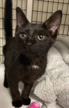 Renay -  Domestic Short Hair Cat for Adoption in Trenton, New Jersey - Renay | PetCurious