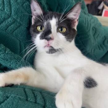 Domestic Short Hair Cats Available for Adoption - Desert Rose  | PetCurious