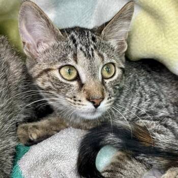 Cheerful -  Domestic Short Hair Cat for Adoption in Matteson, Illinois - Cheerful | PetCurious