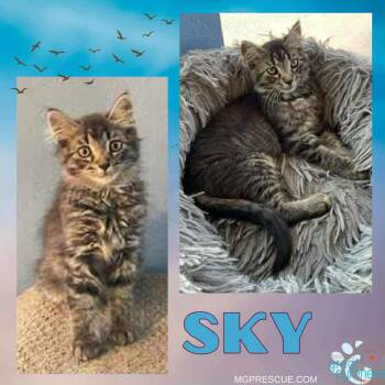 Rescue Domestic Medium Hair Cats for Adoption in New Bothwell, Manitoba - Sky | PetCurious