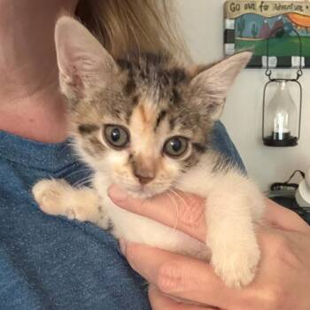 Shelby -  Domestic Short Hair Cat for Adoption in Houston, Texas - Shelby | PetCurious