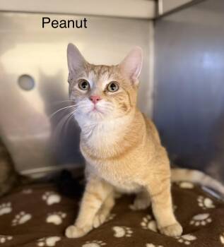 Domestic Short Hair Cats Available for Adoption - Peanut | PetCurious