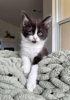 Boom Boom -  Domestic Long Hair Cat for Adoption in Liverpool, Texas - Boom Boom | PetCurious