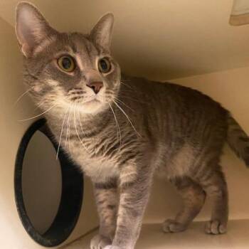 Cornelius -  Domestic Short Hair Cat for Adoption in Dayton, Ohio - Cornelius | PetCurious