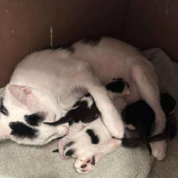 Domestic Short Hair Cats Available for Adoption in Dekalb, Illinois - Delilah | PetCurious